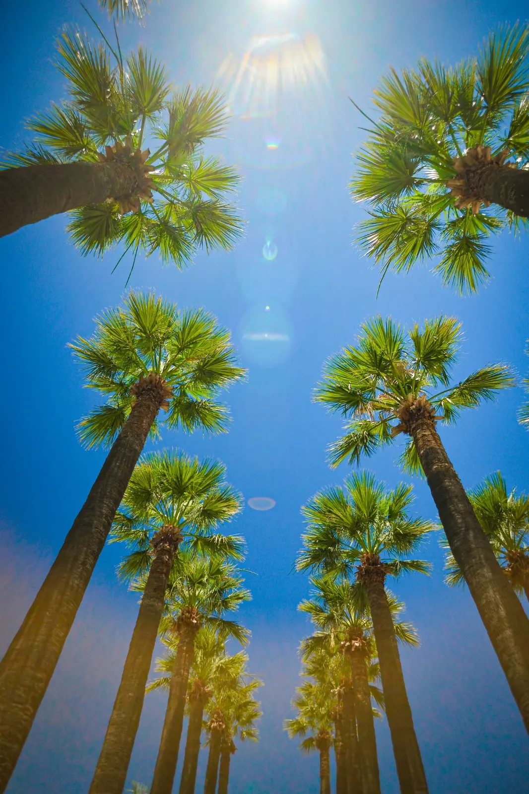 Palmiers du jardin de l'Hôtel Hammamet Beach, Hammamet Tunisie
